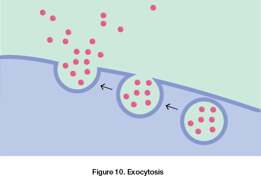 Exocytosis