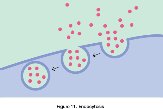 Endocytosis