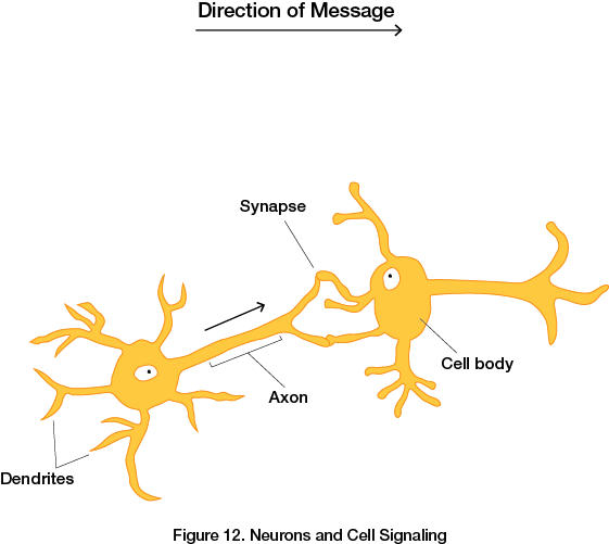 Neurons and Cell Signaling