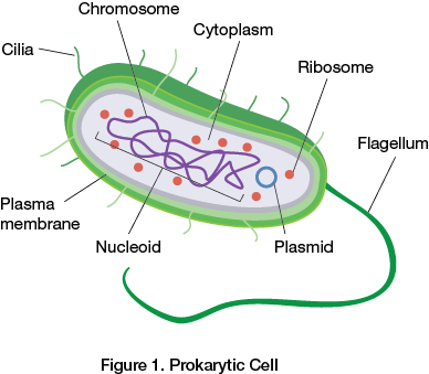 Prokaryotic Cell