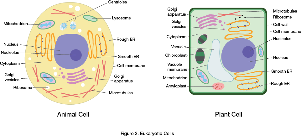 Eukaryotic Cells