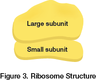 Ribosome structure]