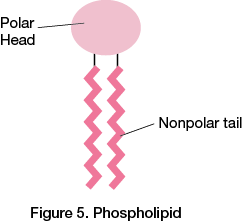 Phospholipid