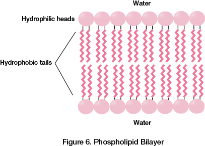 Phospholipid Bilayer