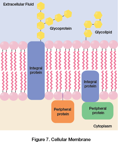 Cellular Membrane