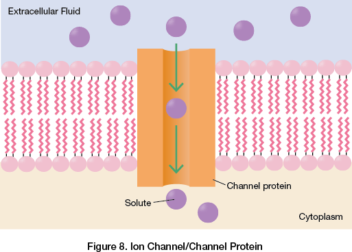 Ion Channel/Channel Protein