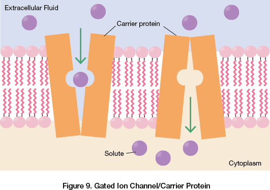 Gated Ion Channel/Carrier Protein