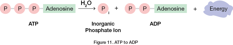 ATP to ADP