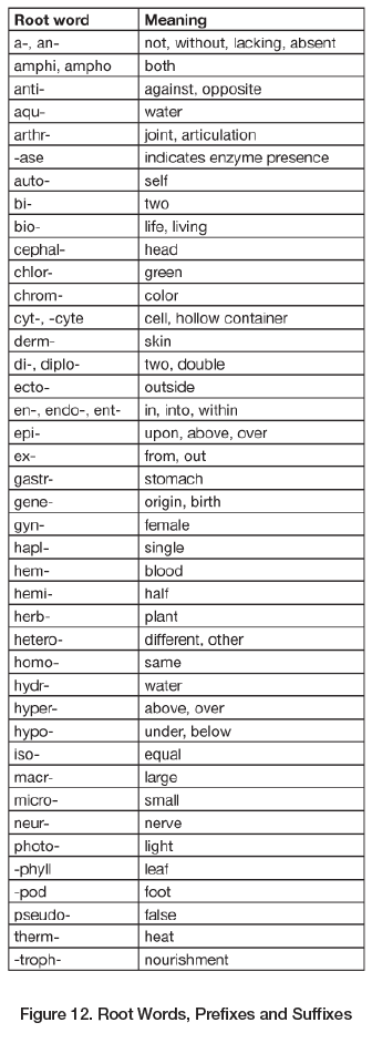 Root Words, Prefixes and Suffixes