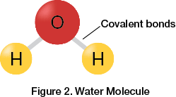 Water Molecule