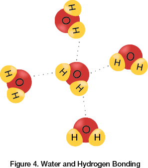 Water and Hydrogen Bonding
