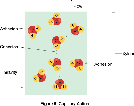 Capillary Action