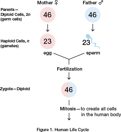 Human Life Cycle