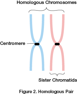 Homologous Pair