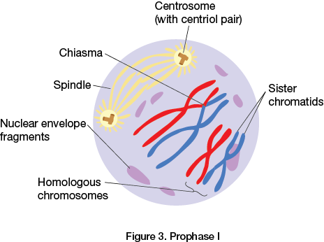 Prophase I