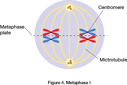 Metaphase I