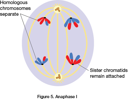 Anaphase I