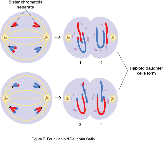 Four Haploid Daughter Cells