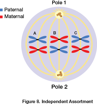 Independent Assortment