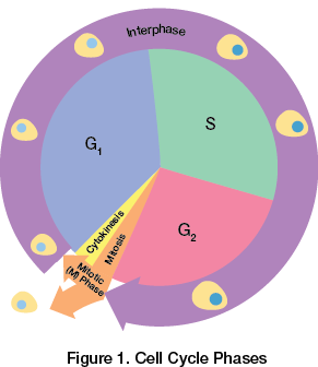 Cell Cycle Phases