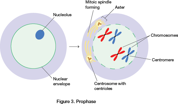 Prophase