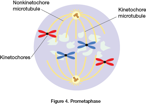 Prometaphase