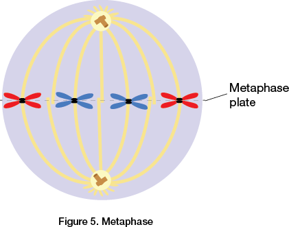 Metaphase