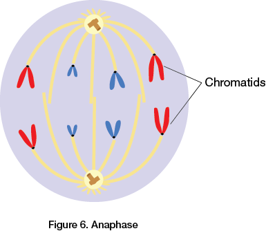 Anaphase