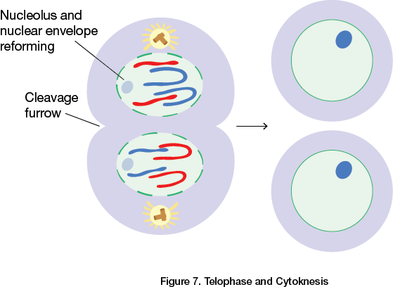 Telophase and Cytoknesis