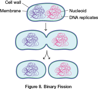 Binary Fission