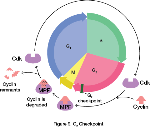 G<sub>
	<figcaption>2</sub> Checkpoint